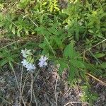 Saponaria officinalis 葉