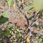 Pyrus elaeagrifolia Rhisgl