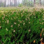 Calluna vulgaris ശീലം