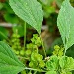 Acalypha indica Blad