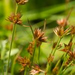 Juncus capitatus Цвят