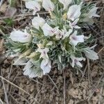 Lathyrus grimesii Flower