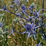 Eryngium planum Flower