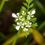 Scandix pecten-veneris Flower