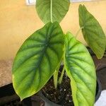 Alocasia clypeolata Hoja