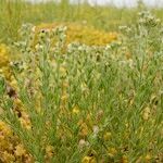 Linaria arenaria Habitus