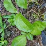 Veronica officinalis Leaf