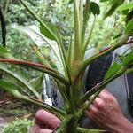 Anthurium eximium Casca