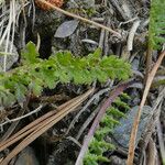Pedicularis pyrenaica Leaf