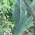 Senecio ovatus Blatt