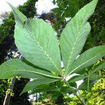 Aesculus glabra Blatt