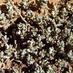 Polycarpaea nivea Hábito