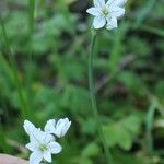 Allium massaessylum Flor
