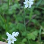 Allium massaessylum Fula