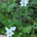 Allium massaessylum Flower