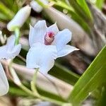 Scaphyglottis crurigera Flower