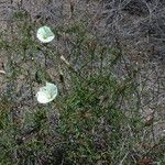 Calystegia longipes Агульны выгляд