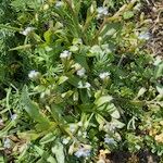 Myosotis sicula 整株植物