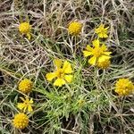 Helenium amarum Kvet