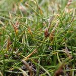 Carex parvula