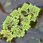 Azolla pinnata Levél