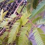 Vachellia cornigera Folio