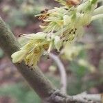 Corylopsis spicata Fiore