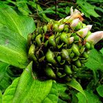 Costus afer Λουλούδι