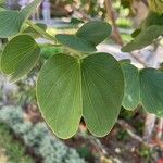 Bauhinia variegata 叶
