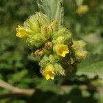 Waltheria indica 花