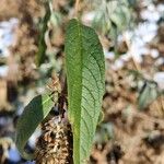 Buddleja albiflora Ліст