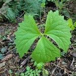 Achlys triphylla Blatt