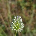 Allium sardoumFlower