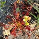 Drosera intermedia Lapas