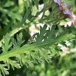 Achillea distans Leaf