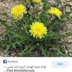 Taraxacum erythrospermum Andrz. ex Besser عشبة الهندباء البىيةFlower