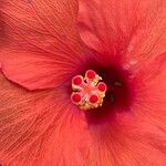 Hibiscus fragilis Kvet
