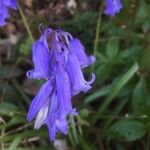 Hyacinthoides non-scripta Flower