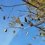 Jacaranda mimosifolia Vaisius