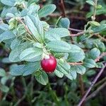 Vaccinium vitis-idaea Плод