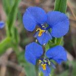 Commelina latifolia Çiçek