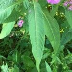 Impatiens glandulifera पत्ता