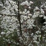 Prunus spinosa 整株植物