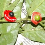 Heisteria costaricensis Fruit