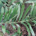 Zamia integrifolia Leaf