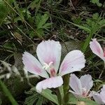 Clarkia amoena Blomma