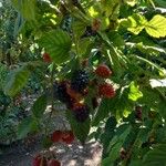 Rubus fruticosusFruit