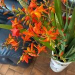 Crocosmia aurea Blüte