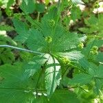 Sanicula canadensis Feuille