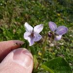 Viola × scabra